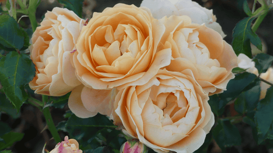 Rose_image