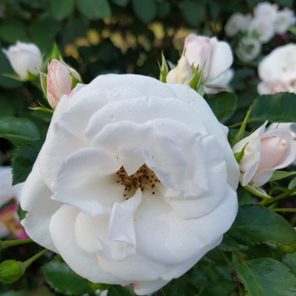 Special Child - Standard