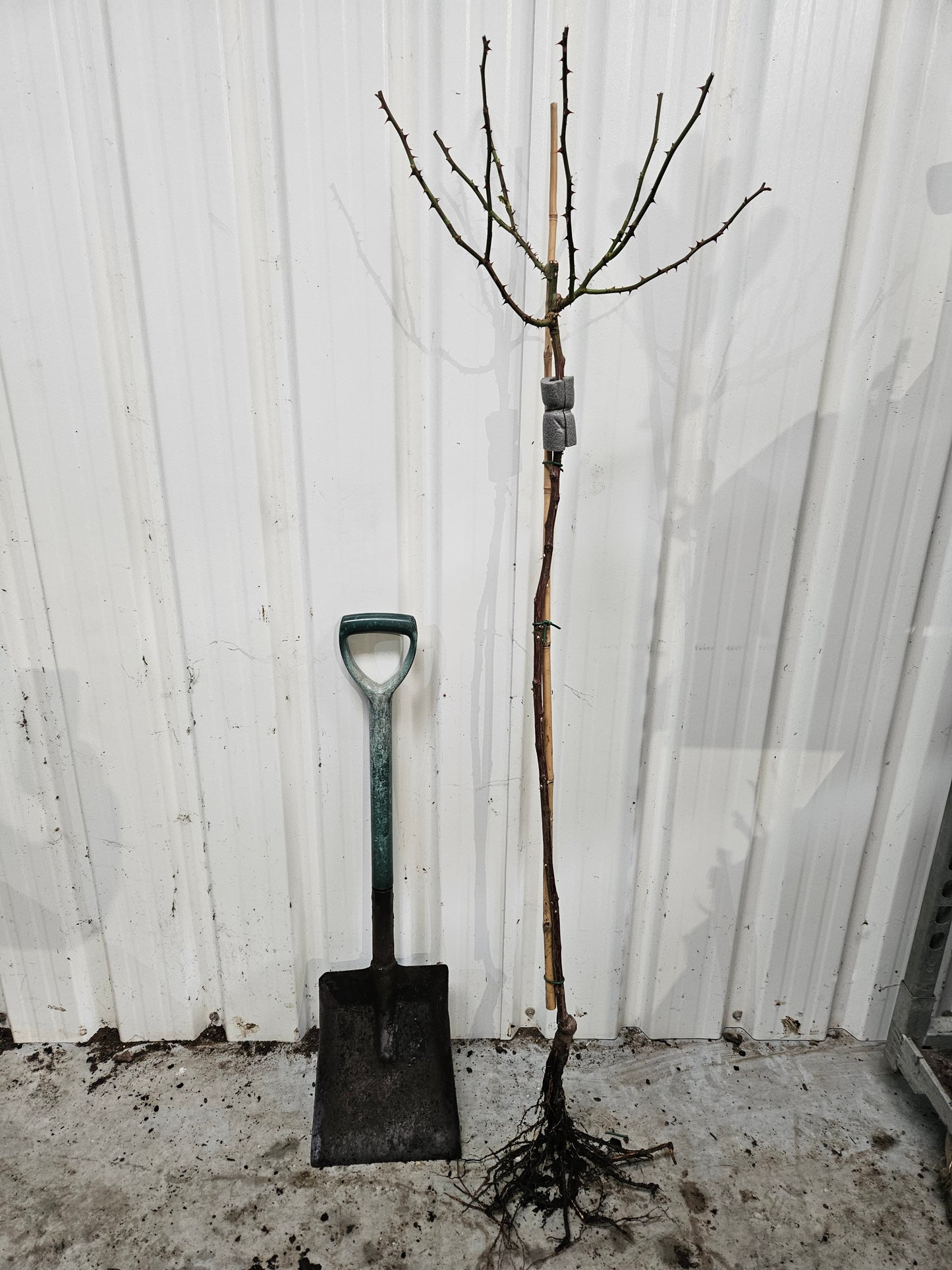 Tequila Sunrise - Standard