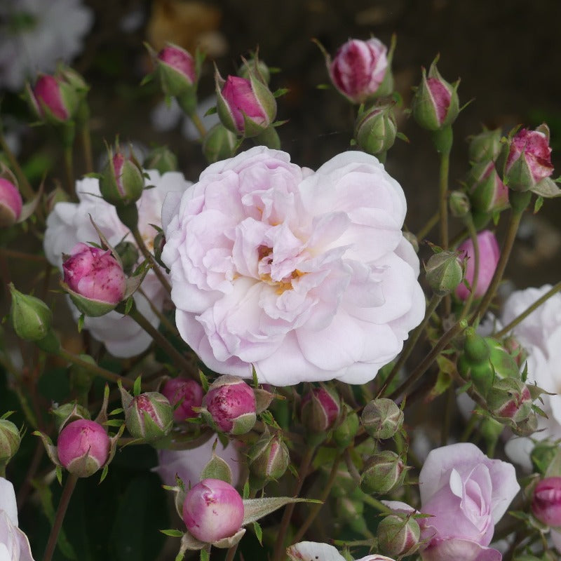Blush Noisette