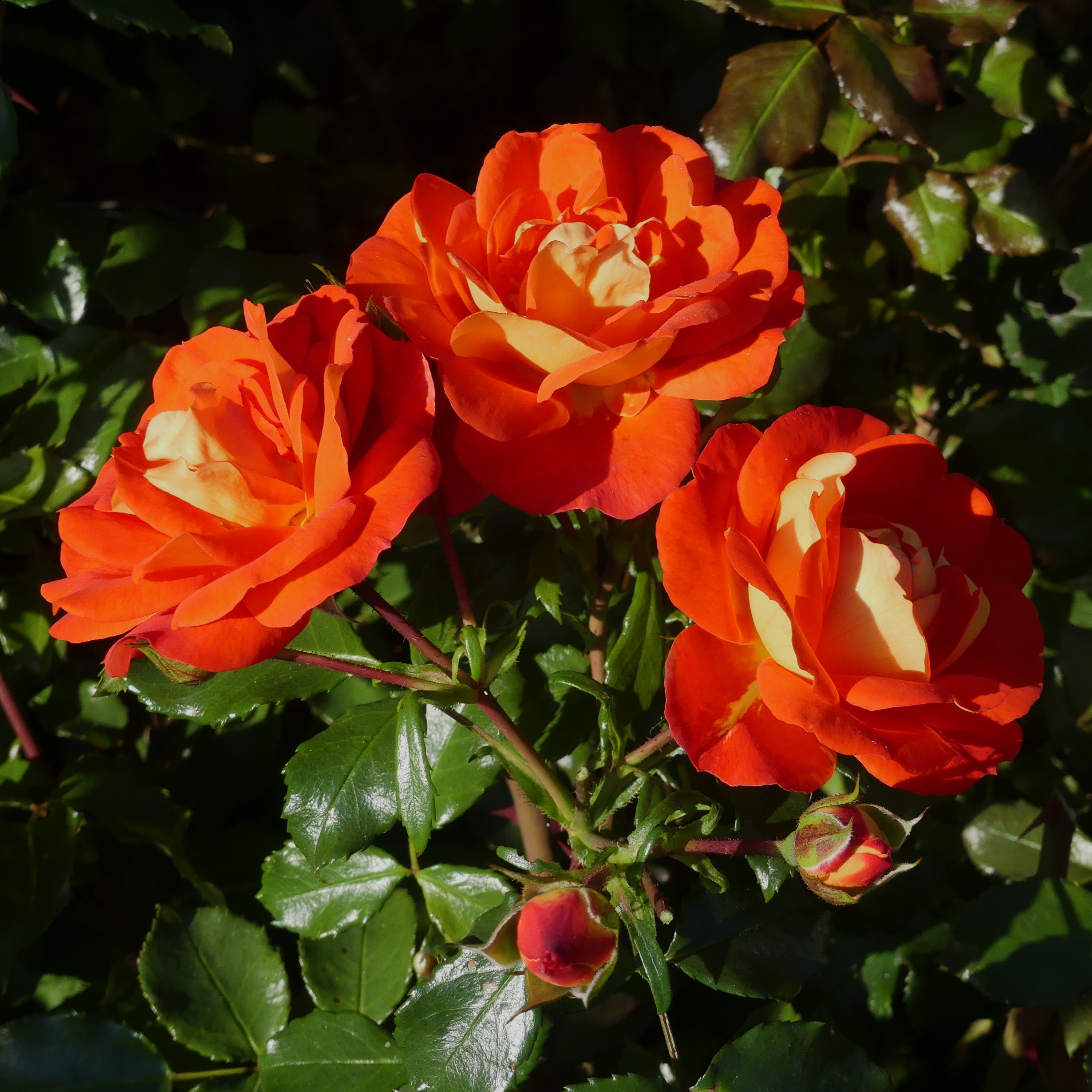Eternal Flame | Floribunda Bush Rose | £15.75 – Eastcroft Roses