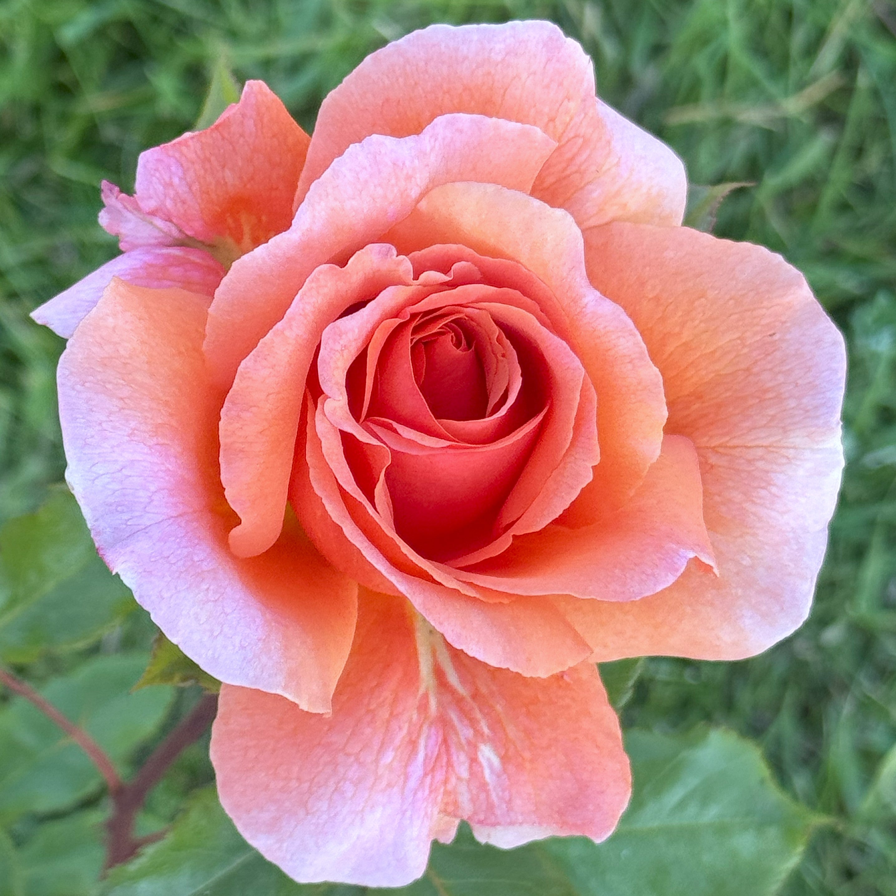 JACKSWISH2.jpg?v=1747745639