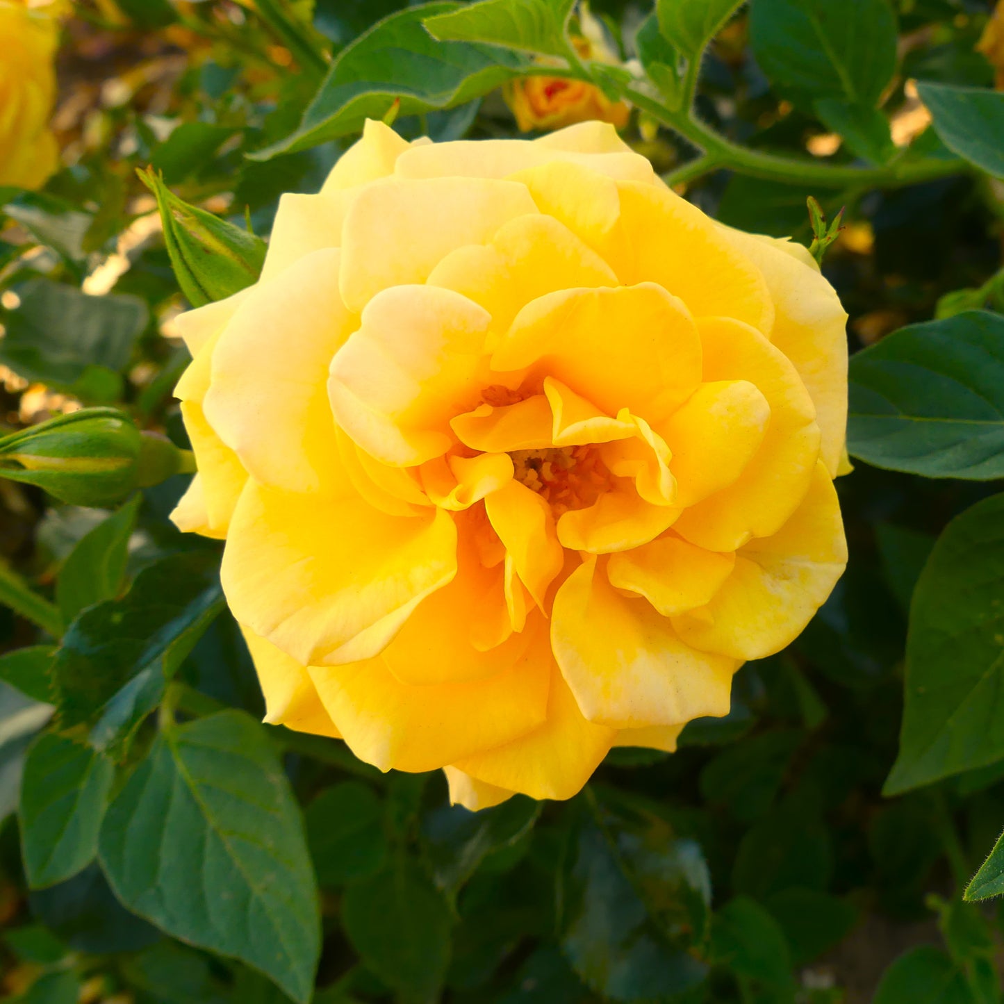Bright yellow Lizzy Rose