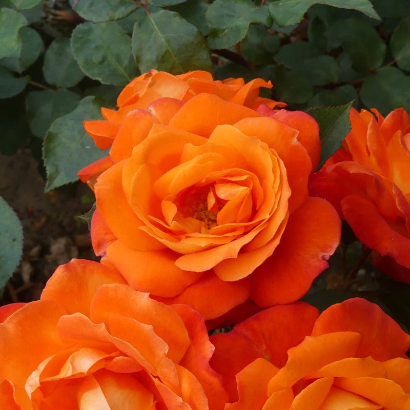 Super Trouper - Standard