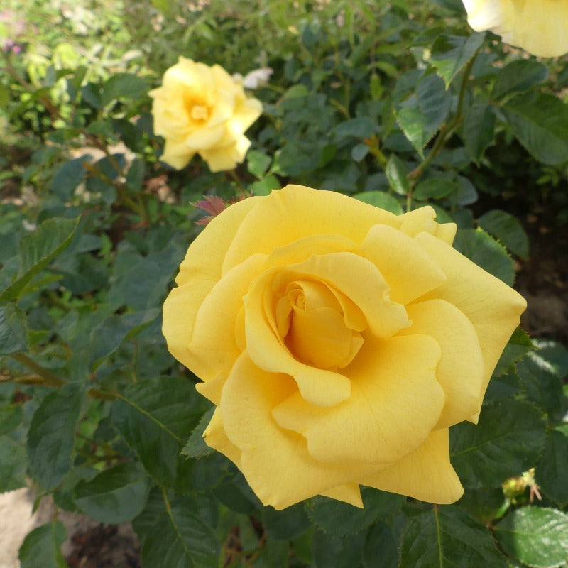 Gardeners Glory