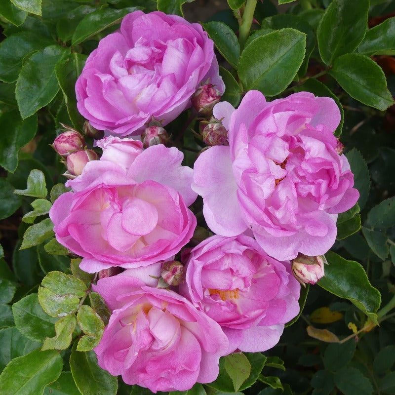 Pink Forest Rose Plant｜粉红森林 – Rose_Explosion