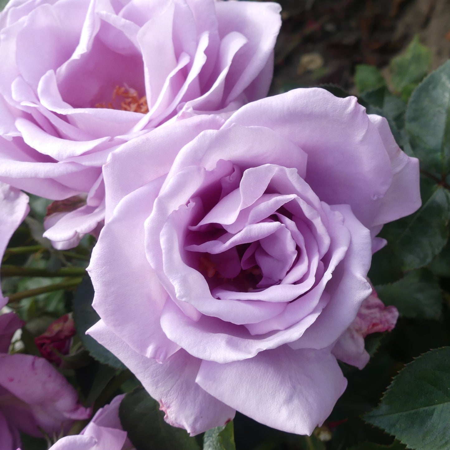 A close-up image of a pink rose with a visible dark center, surrounded by green leaves. Blue Moon grown by Eastcroft Roses.