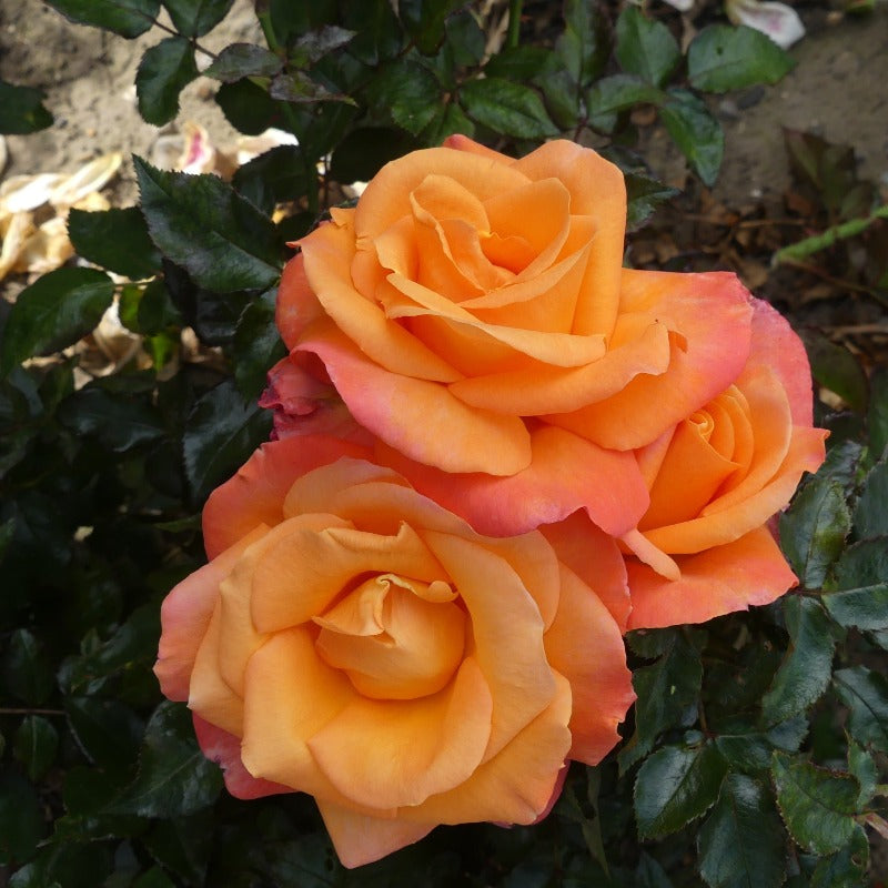 Mamma Mia | Hybrid Tea Bush Rose | £15.75 – Eastcroft Roses