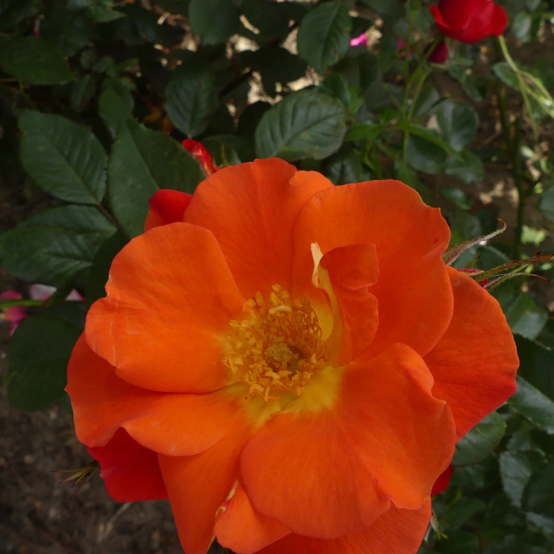 Tangerine Tango