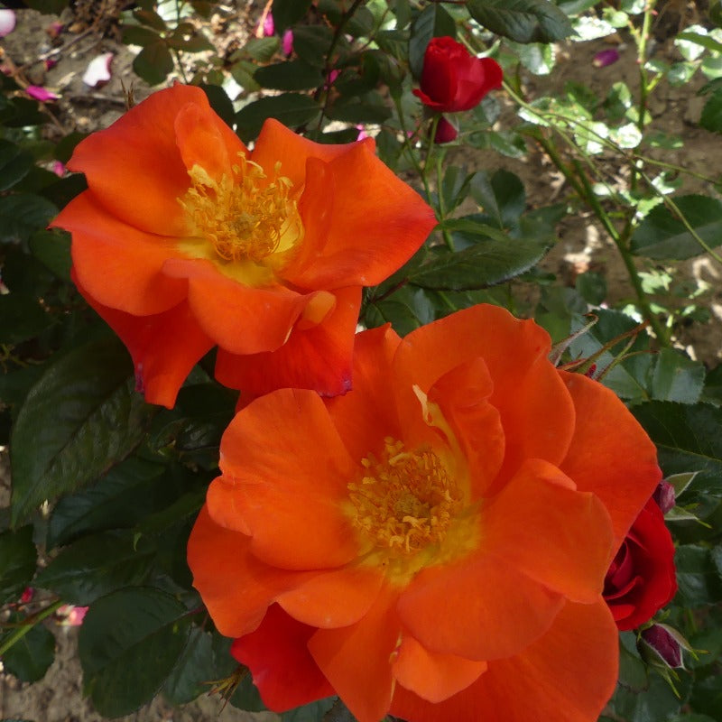 Tangerine Tango