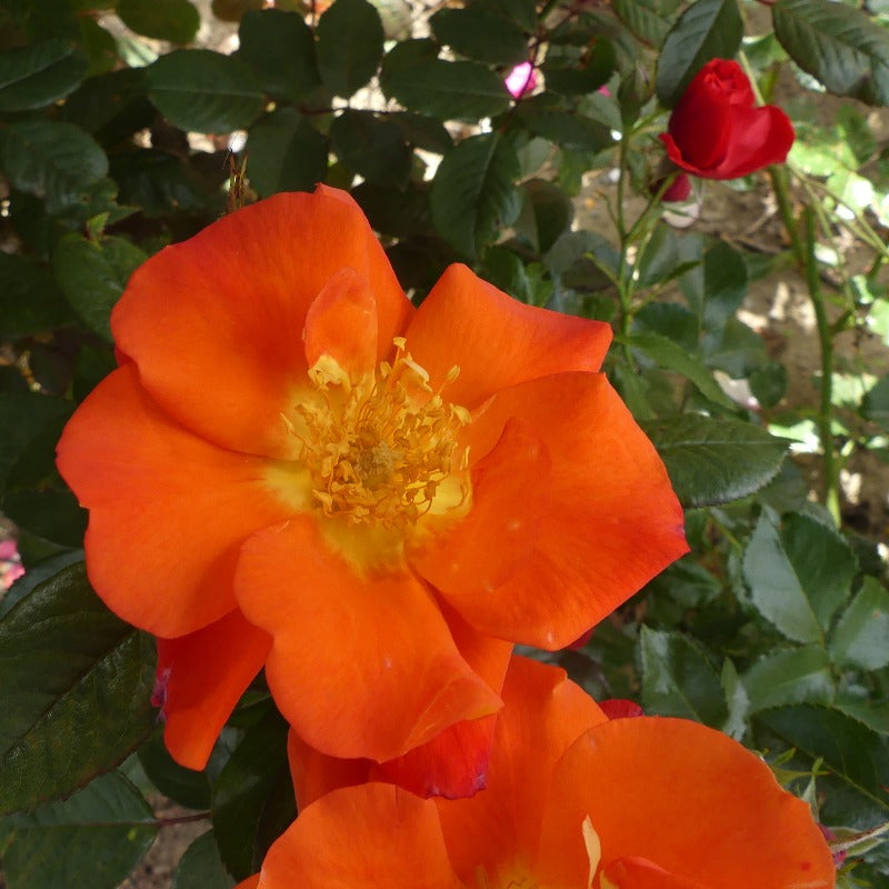 Tangerine Tango