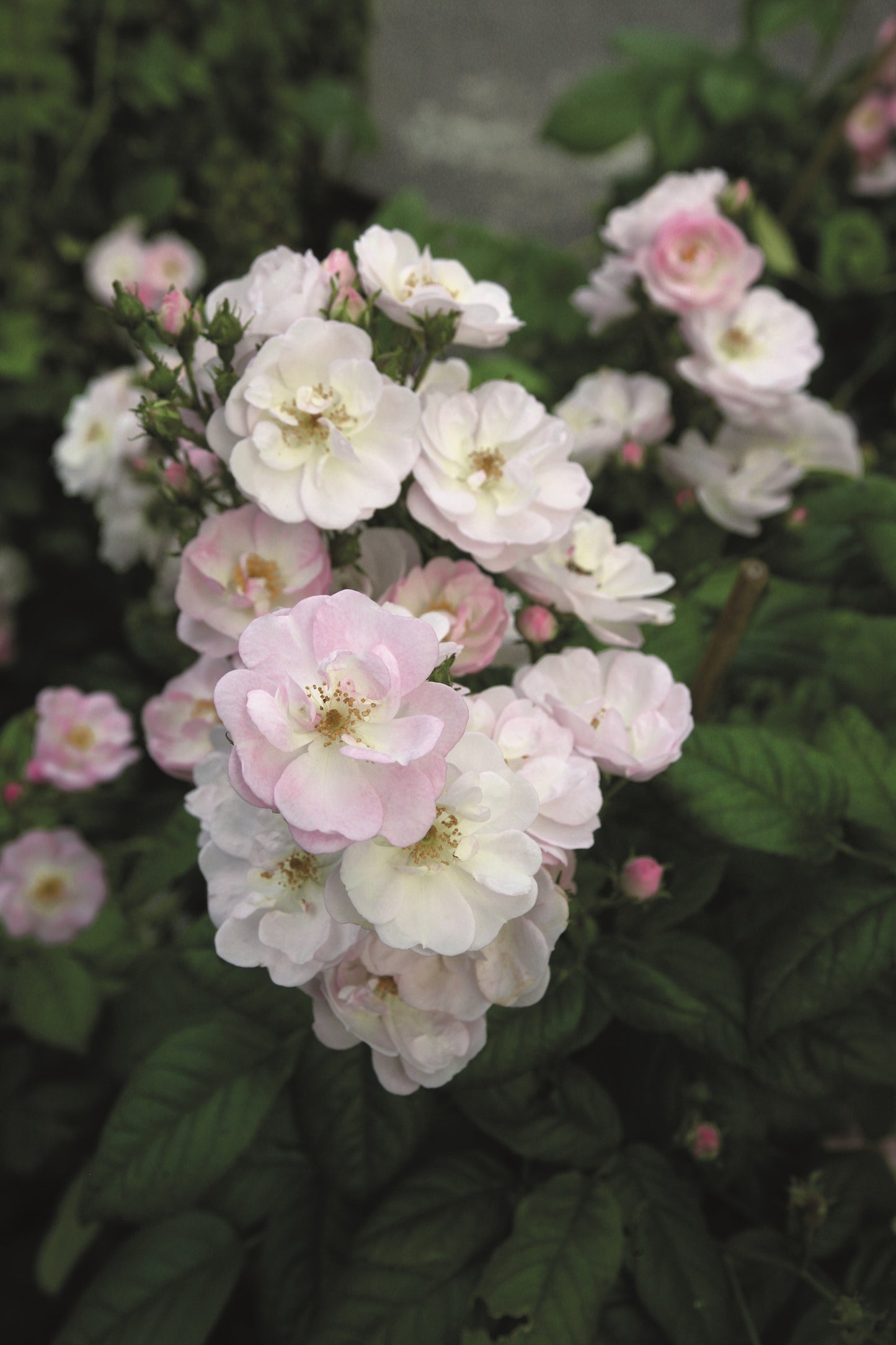 Perennial Blush