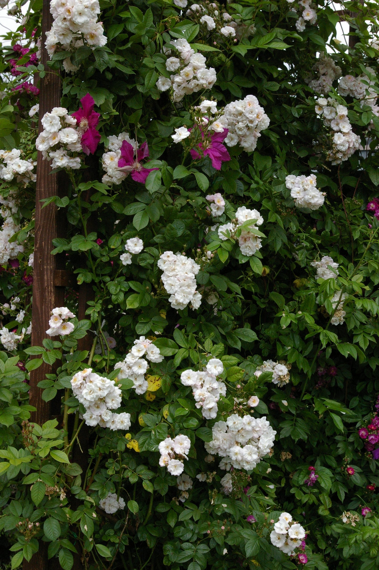 Perennial Blush