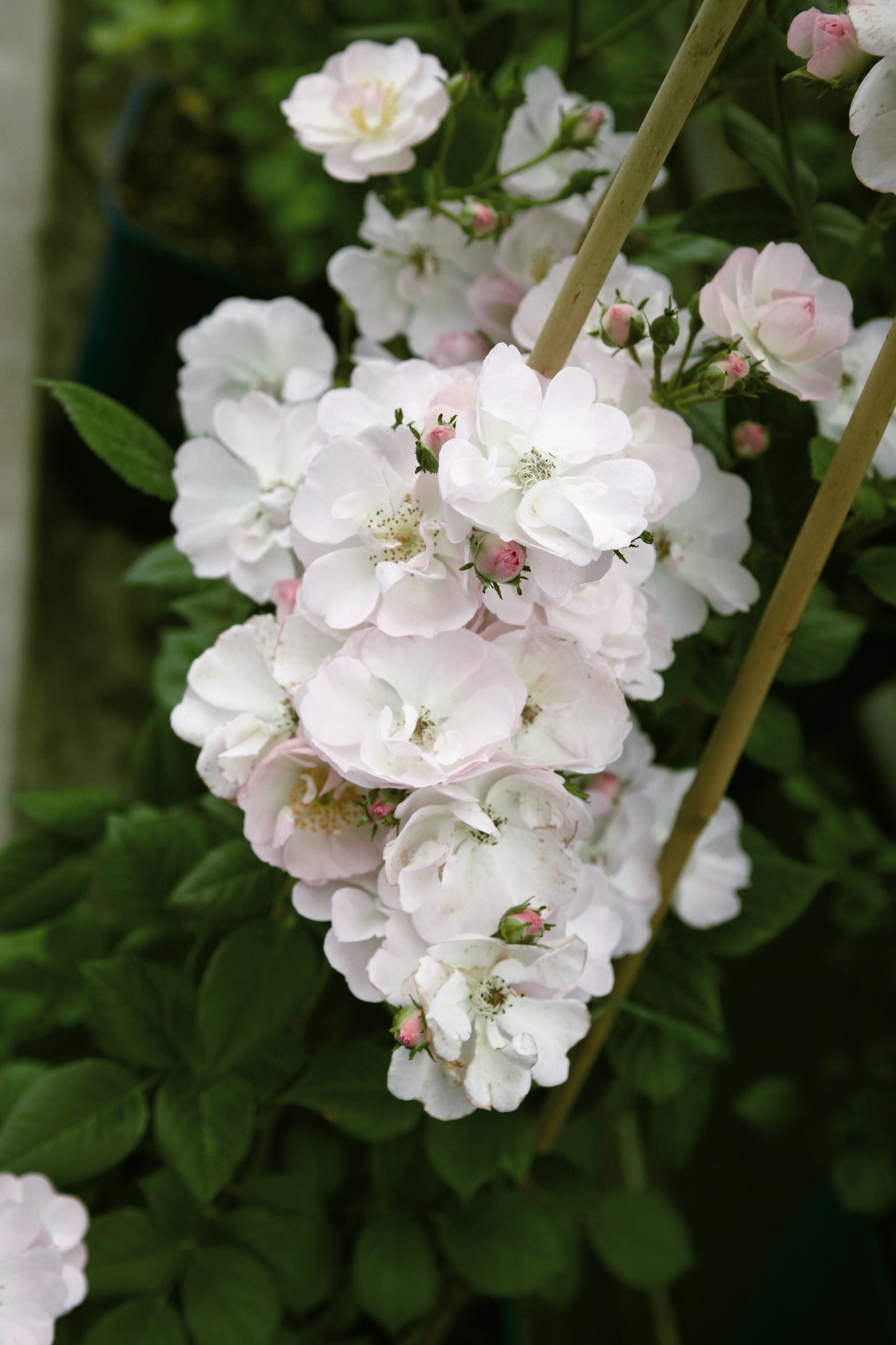 Perennial Blush