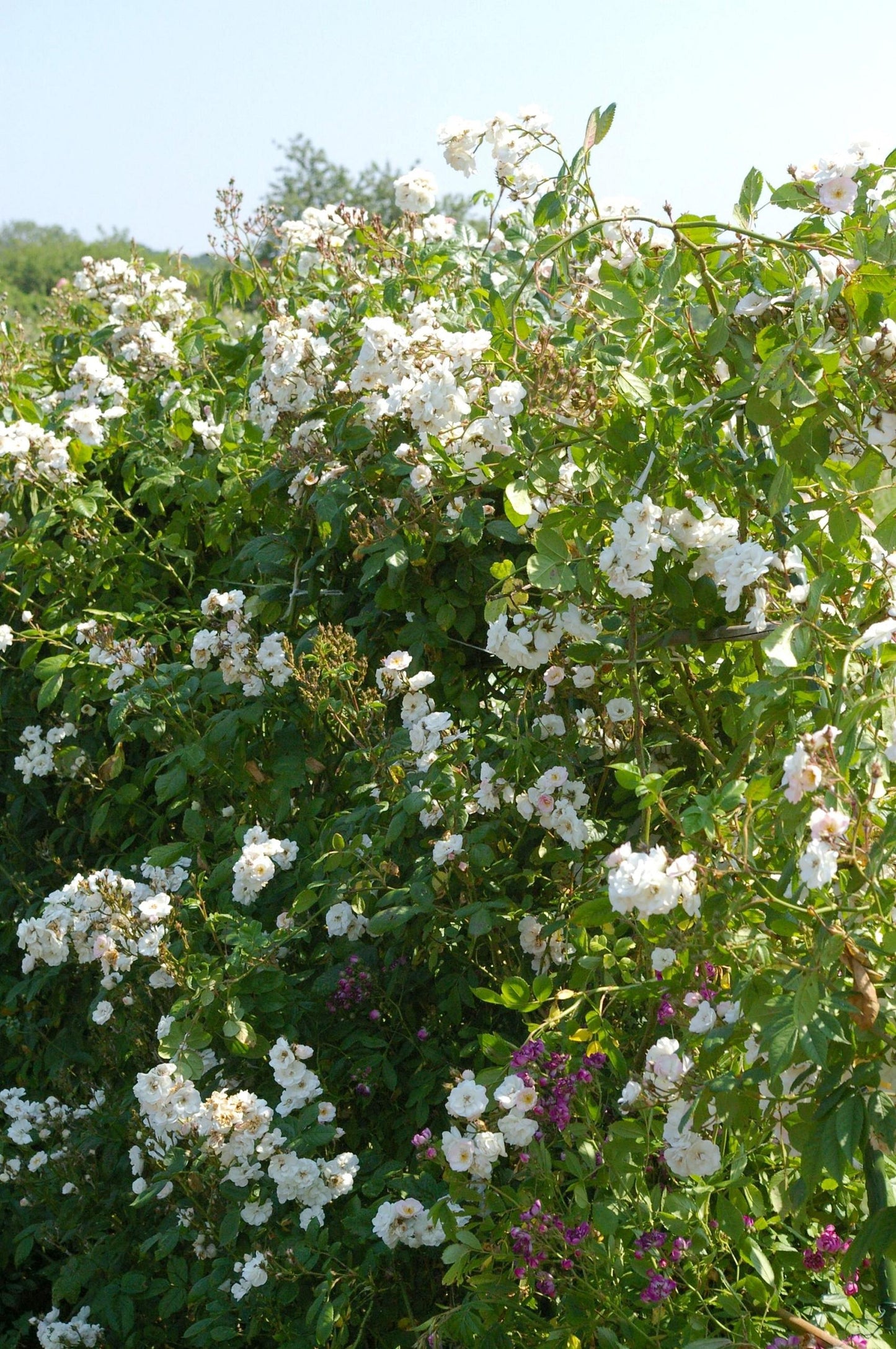 Perennial Blush