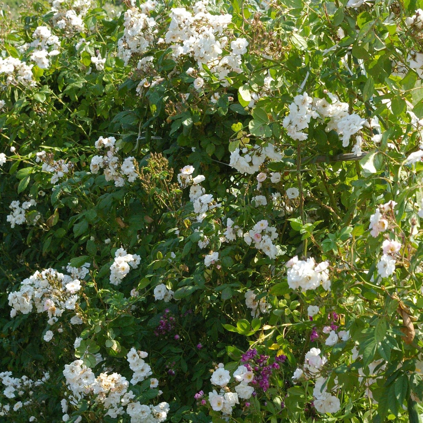 Perennial blush fully grown with over a hundred flowers
