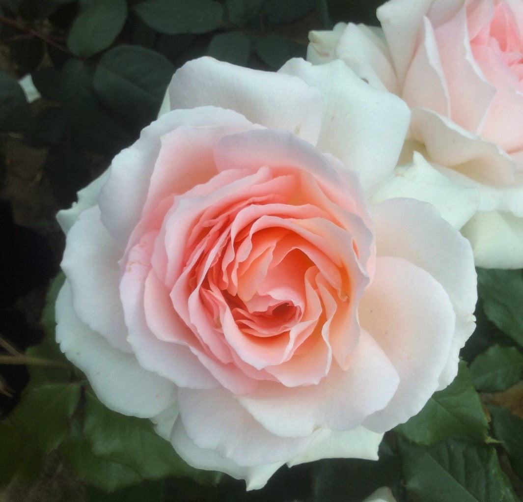 A Whiter Shade of Pale - Standard