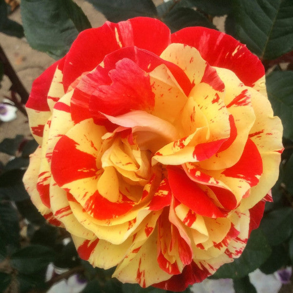 Brushstrokes - Standard