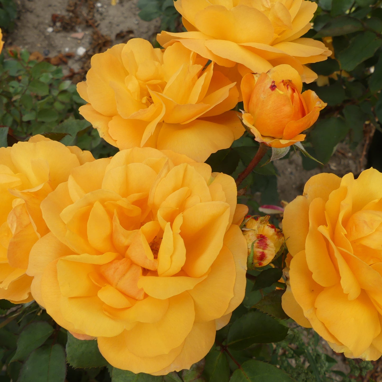Golden Delicious