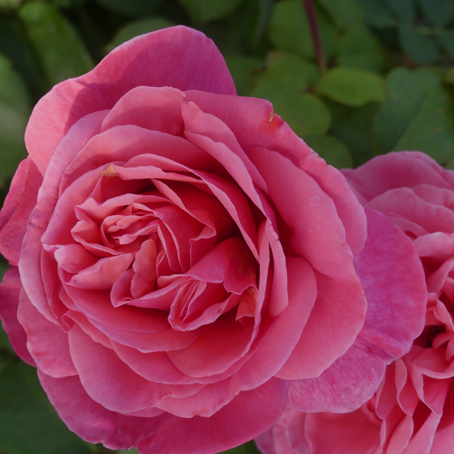 Sweet Parfum de Provence