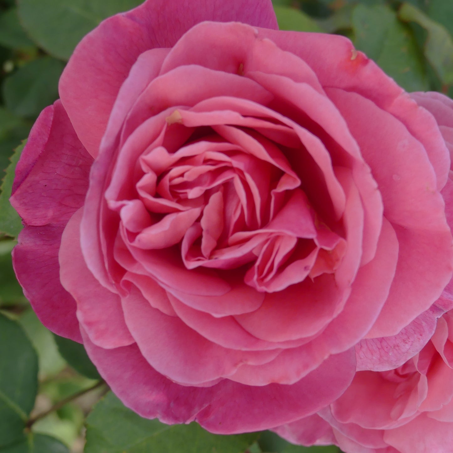 Sweet Parfum de Provence