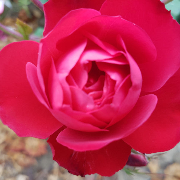 Cherry Bonica