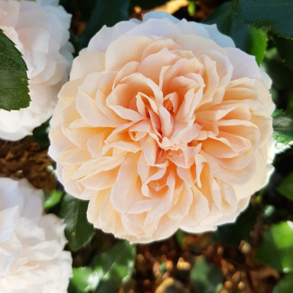 Joie de Vivre | Floribunda Bush Rose | £15.75 – Eastcroft Roses