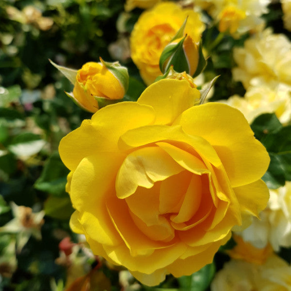 Absolutely Fabulous Standard