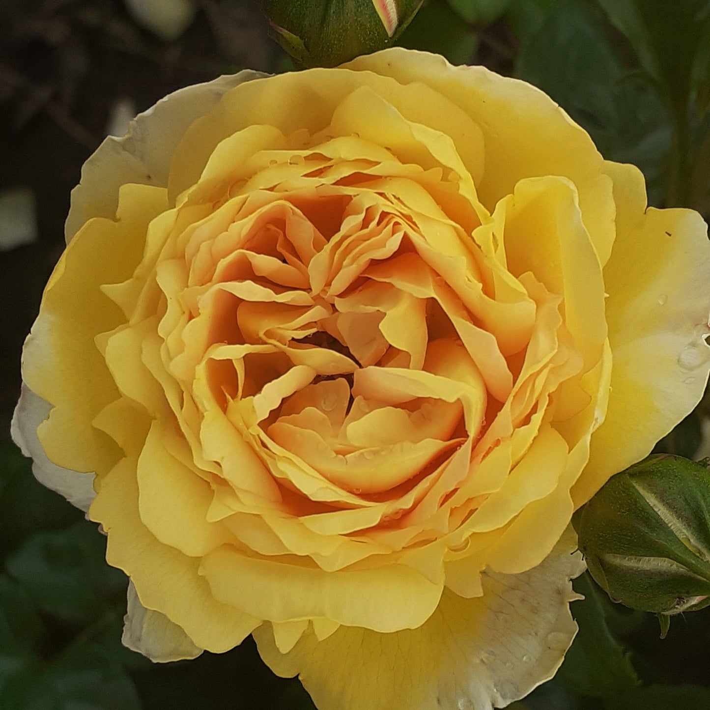 Belle de Jour