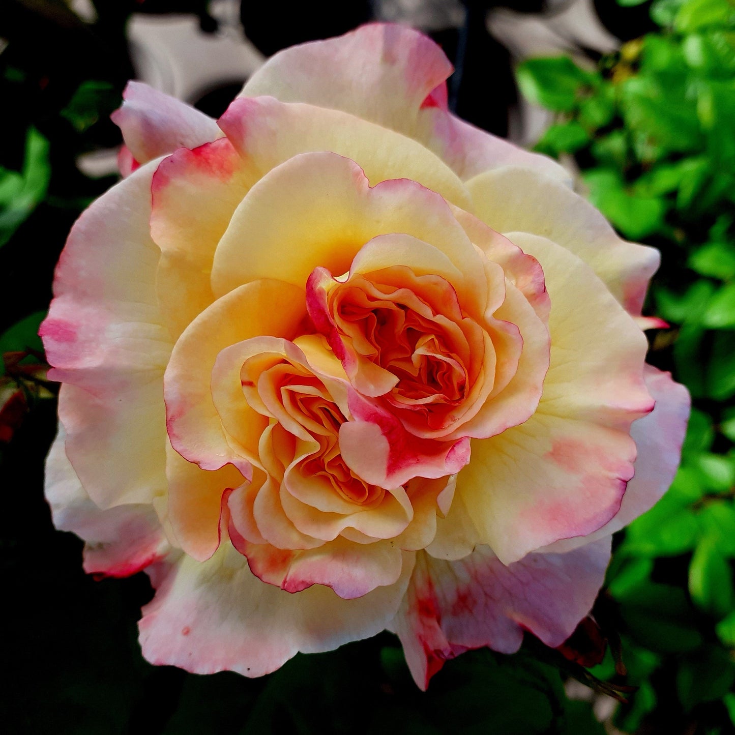Perfect Harmony with pink borders on the petal and a soft yellow centre. Grown by Eastcroft Roses.
