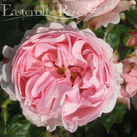 Giardina | Climbing Rose | £19.95 – Eastcroft Roses