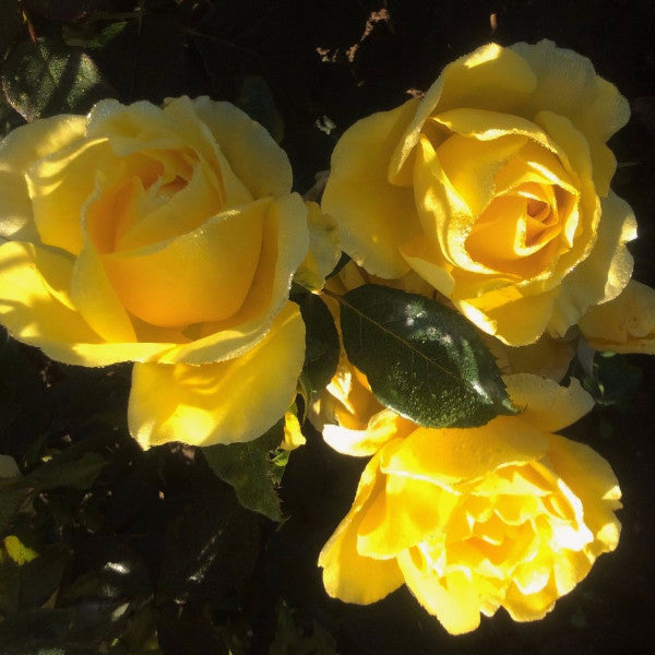 A close-up image of three Guy's Gold rose with bright yellow flowers in full bloom.