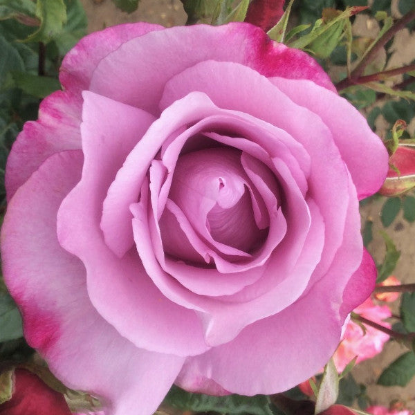 Moody Blue Hybrid Tea Bush Rose 15.75 Eastcroft Roses