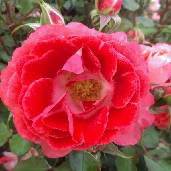 Mum rose sales