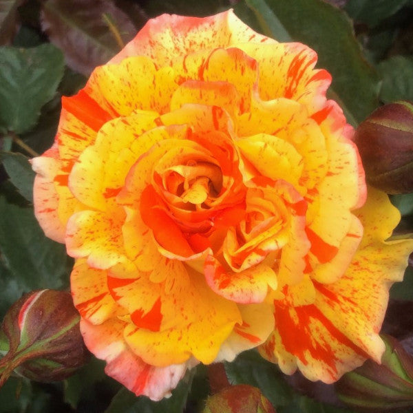 Oranges and Lemons