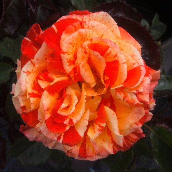 Oranges and Lemons