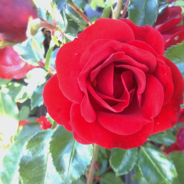 Ruby Anniversary