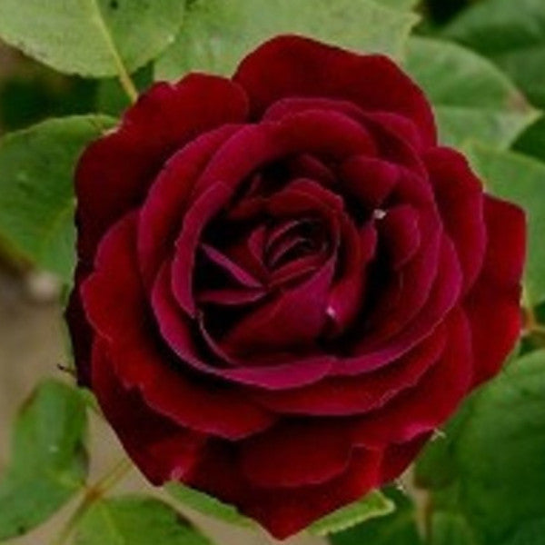 Souvenir Du Docteur Jamain