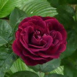 Souvenir Du Docteur Jamain