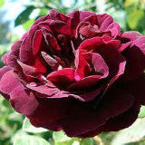 Souvenir Du Docteur Jamain