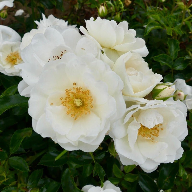 County of Yorkshire | Ground Cover Rose | £15.75 – Eastcroft Roses