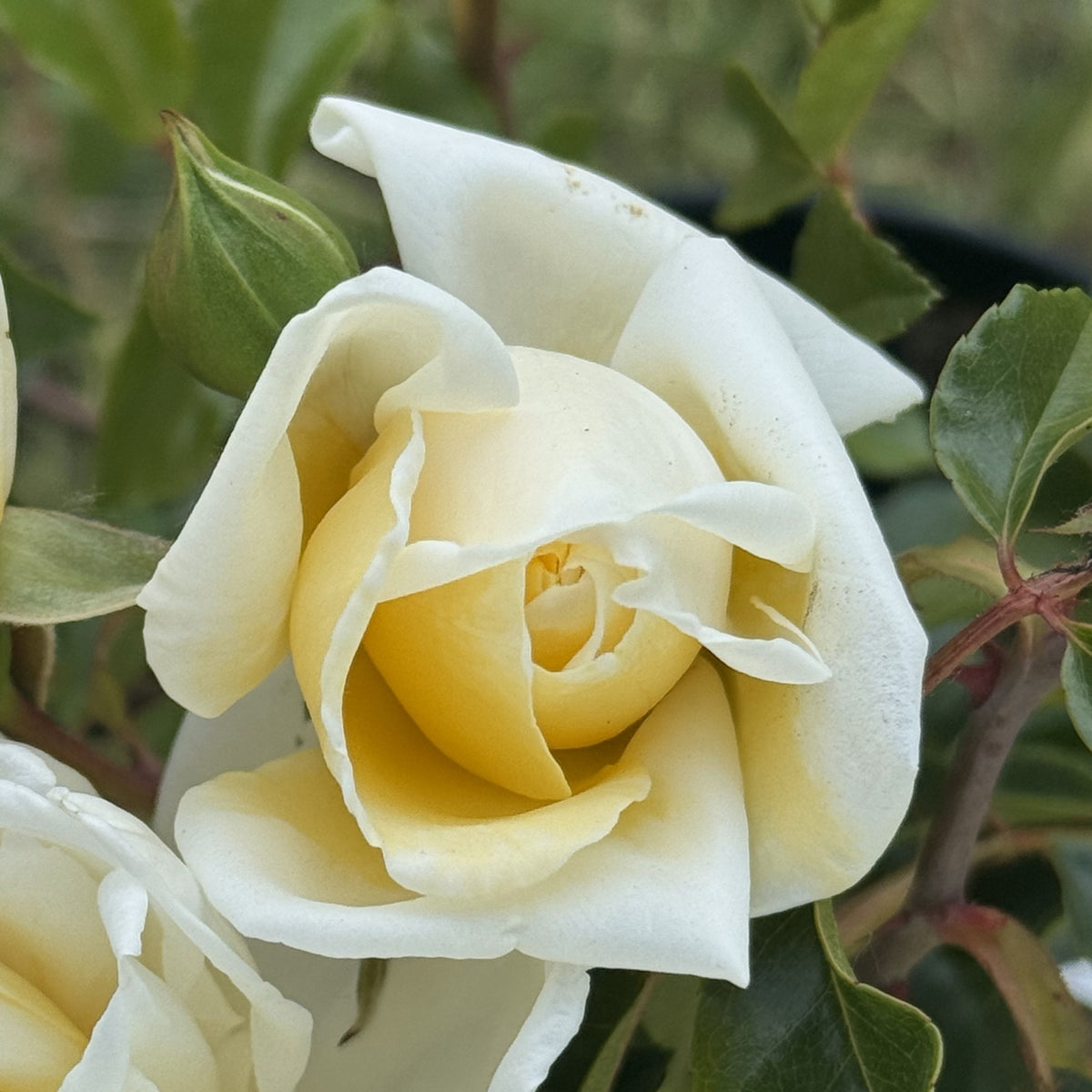 Barbier Rambling Roses Alberic Barbier | Rambler Rose | £15.75 – Eastcroft Roses