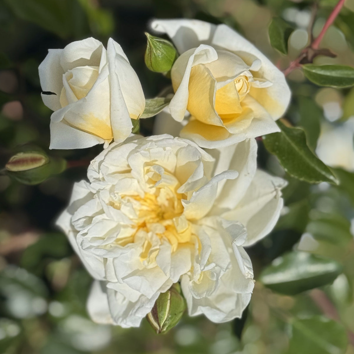 Barbier Rambling Roses Alberic Barbier | Rambler Rose | £15.75 – Eastcroft Roses