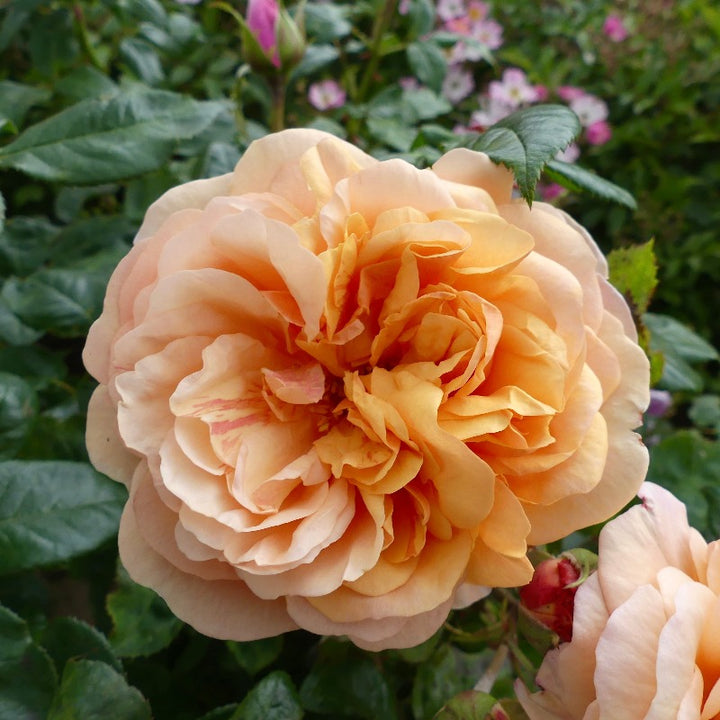 Named Roses Named Roses – Eastcroft Roses