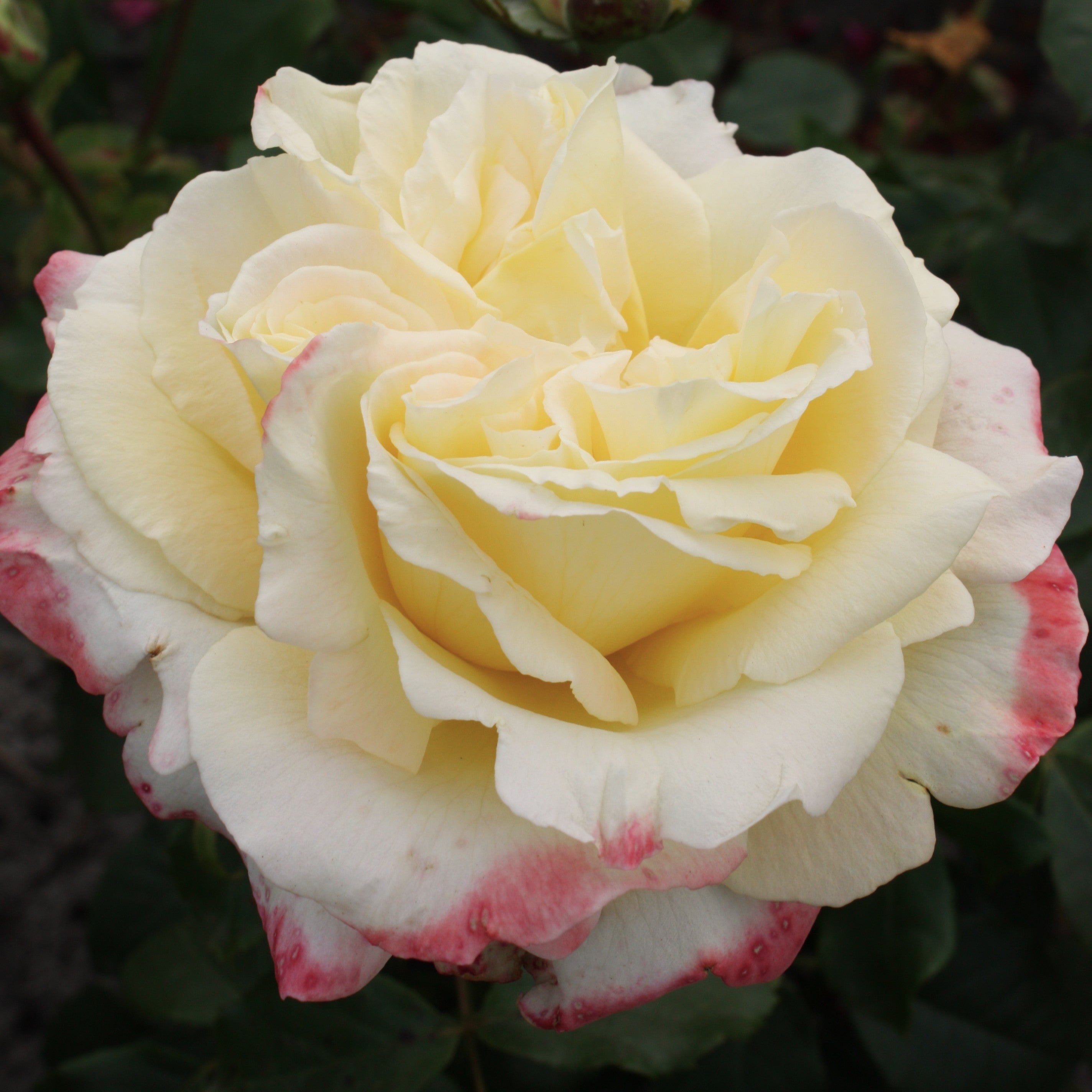 Athena | Hybrid Tea Rose Bush | £15.75 – Eastcroft Roses