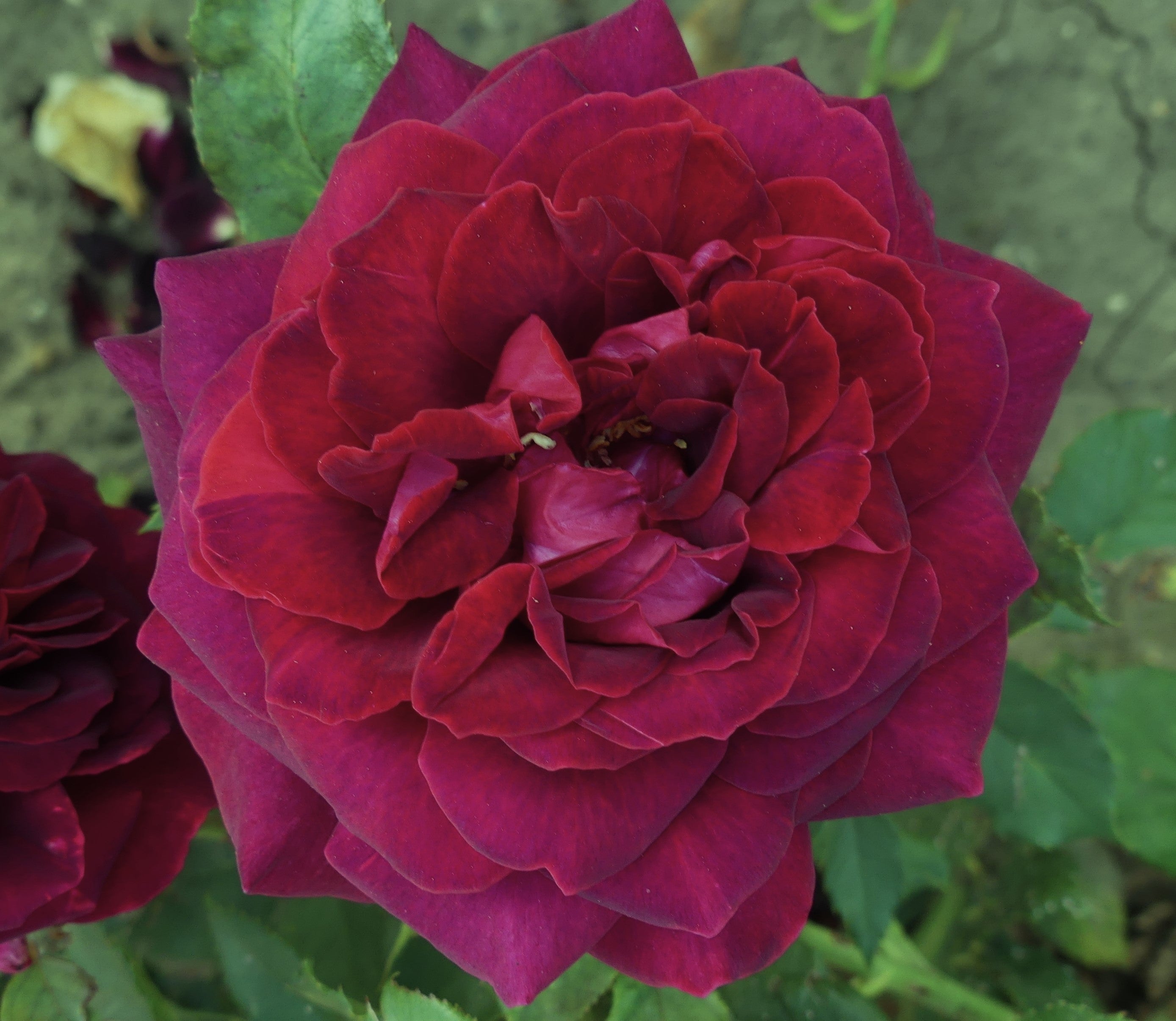 A Whiter Shade Of Pale | Hybrid Tea Rose Bush | £15.75 – Eastcroft Roses