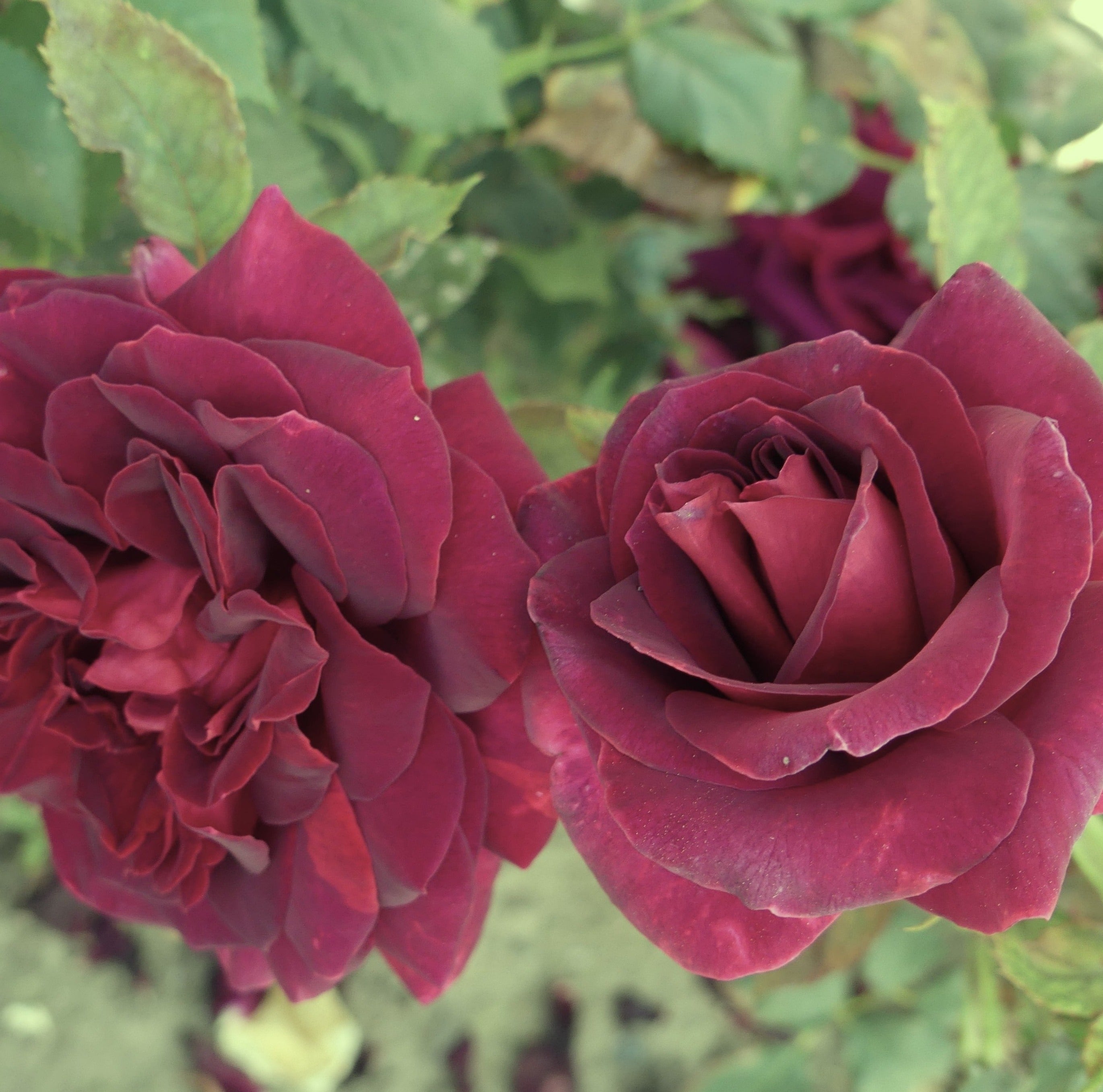 BLACK ROSE ビラ black_parfumela_2.jpg?v=