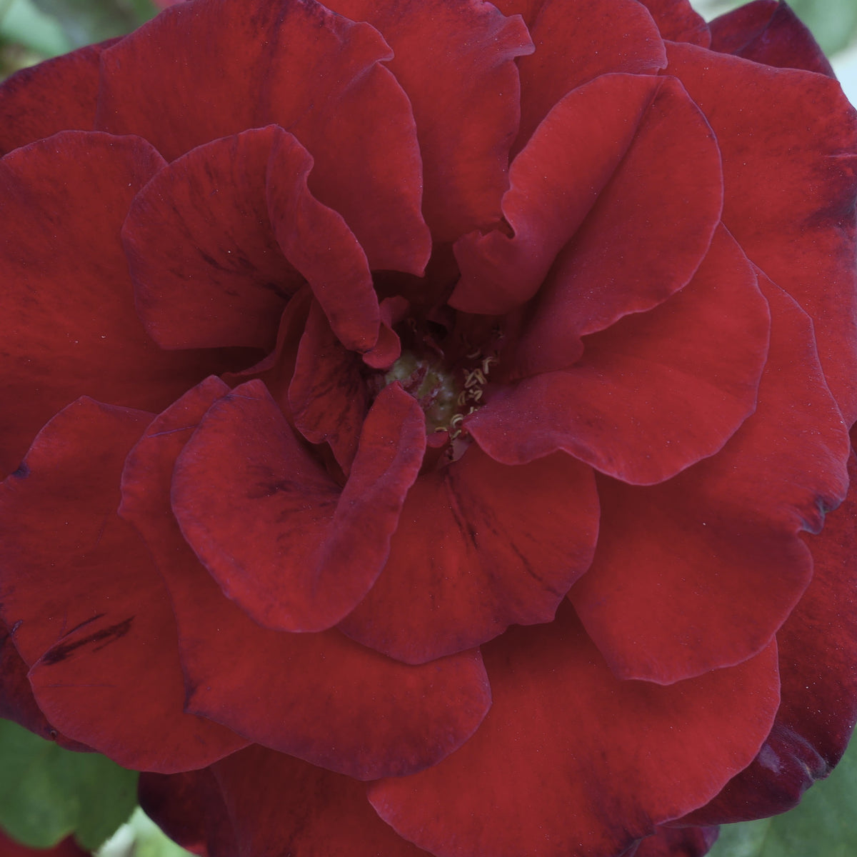 Barkeep Roses Barkarole | Hybrid Tea Bush Rose | £15.75 – Eastcroft Roses
