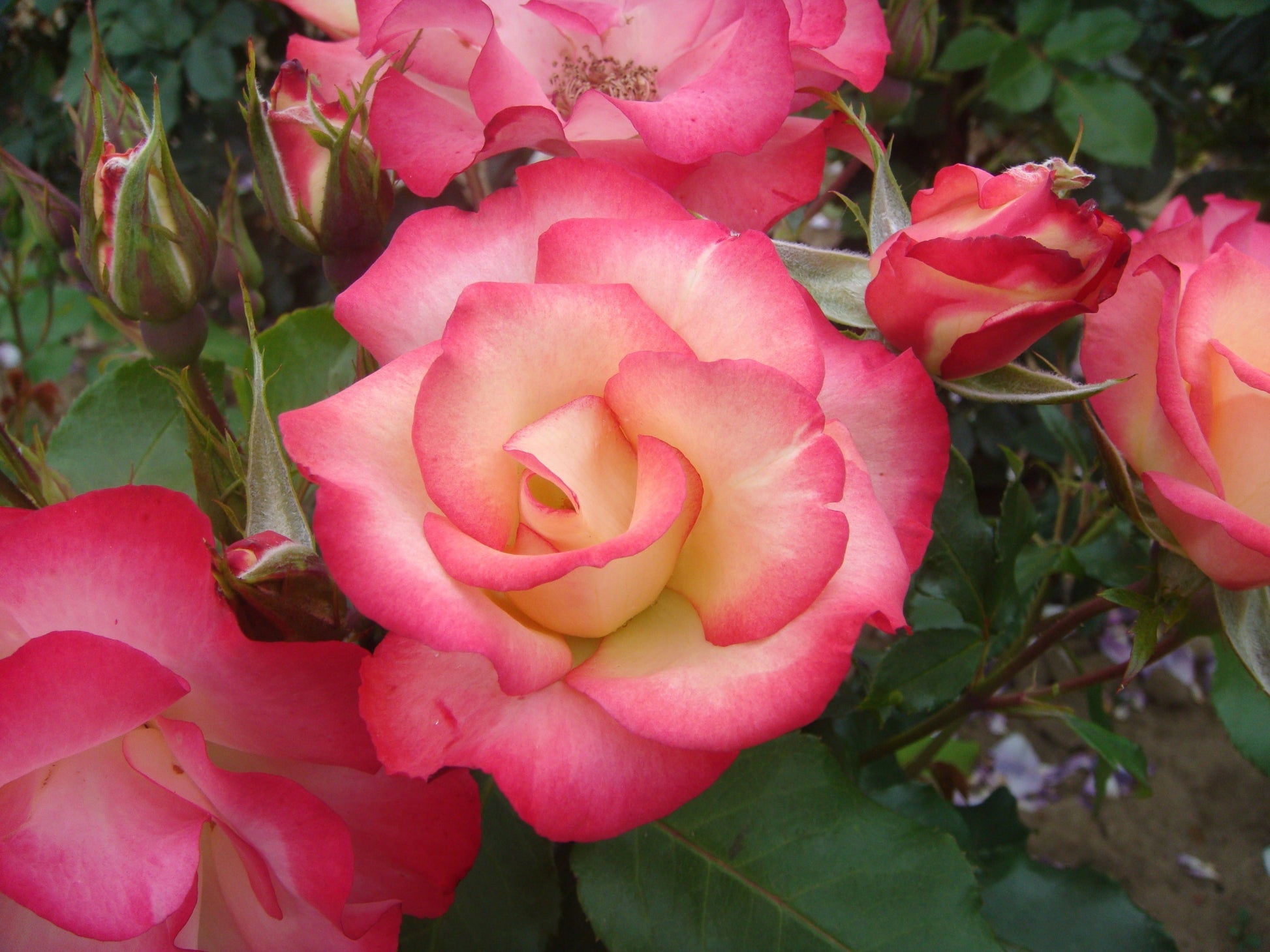 Birthday Girl | Standard Tree Rose | £45.00 – Eastcroft Roses