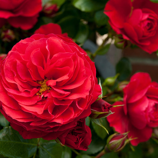 Close-up of vibrant red roses with green leaves